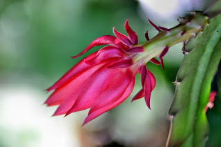 floare de cactus 4