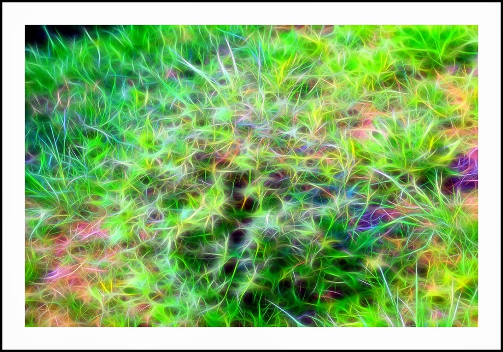 iarba digitala cu bordura