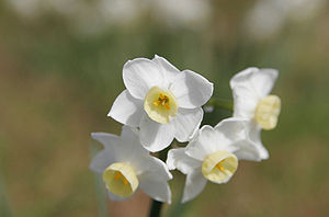 300px Jonquil flowers at f5