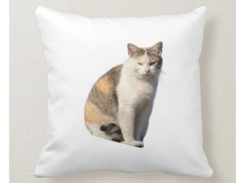 cat on throw pillow r107a1cb15c844fcba075bb72d7edd54d 6s309 8byvr 1024.jpg
